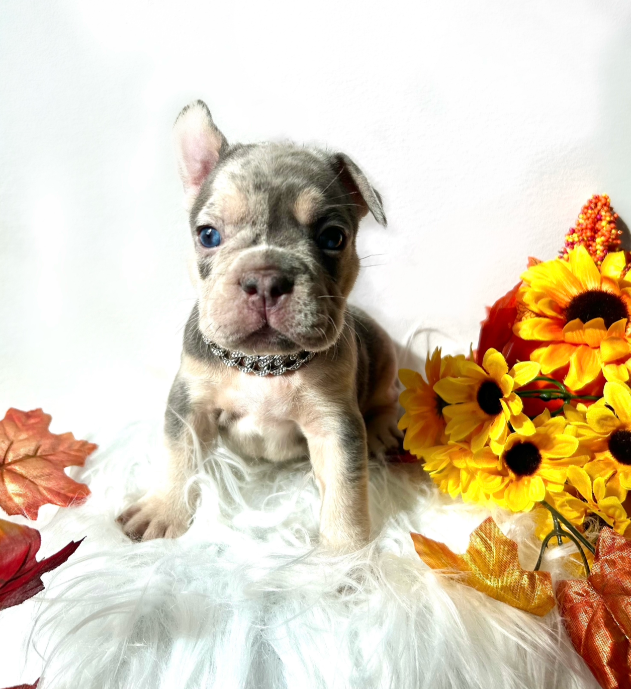 Half & Half Merle! Toopy Boy