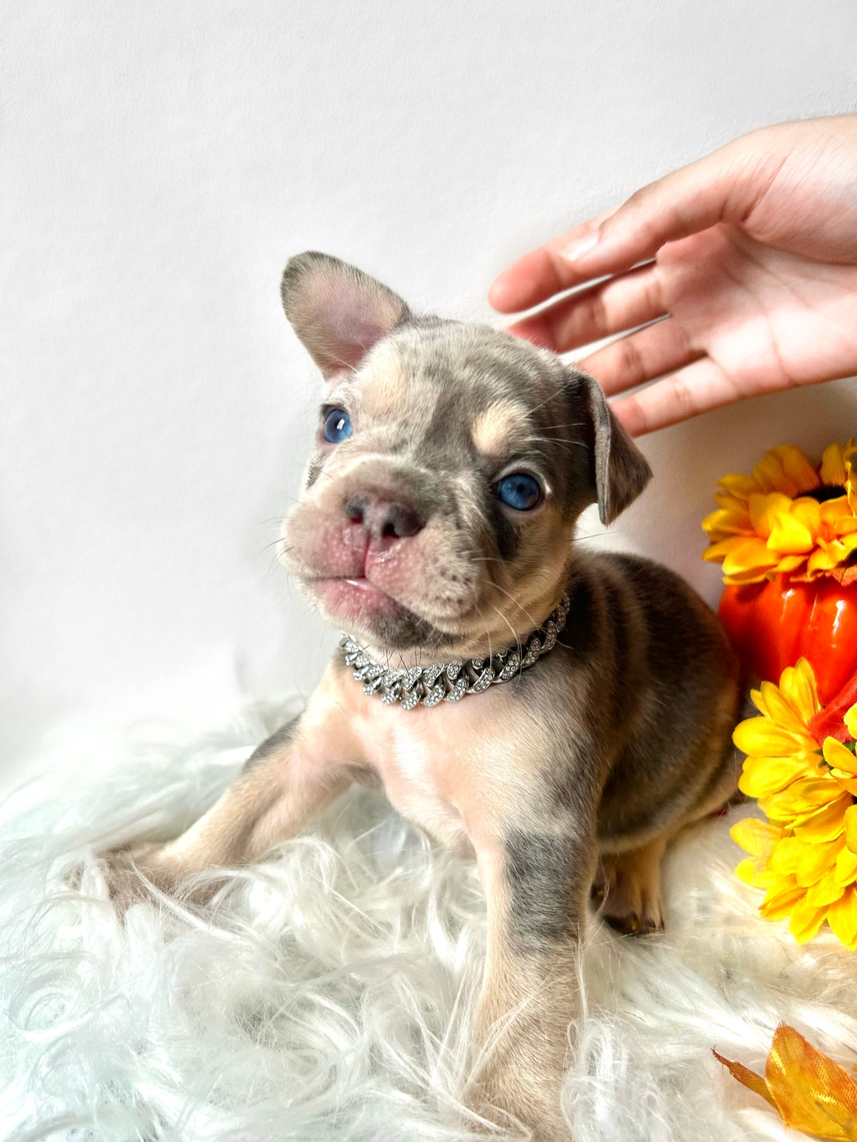 Half & Half Merle! Toopy Boy