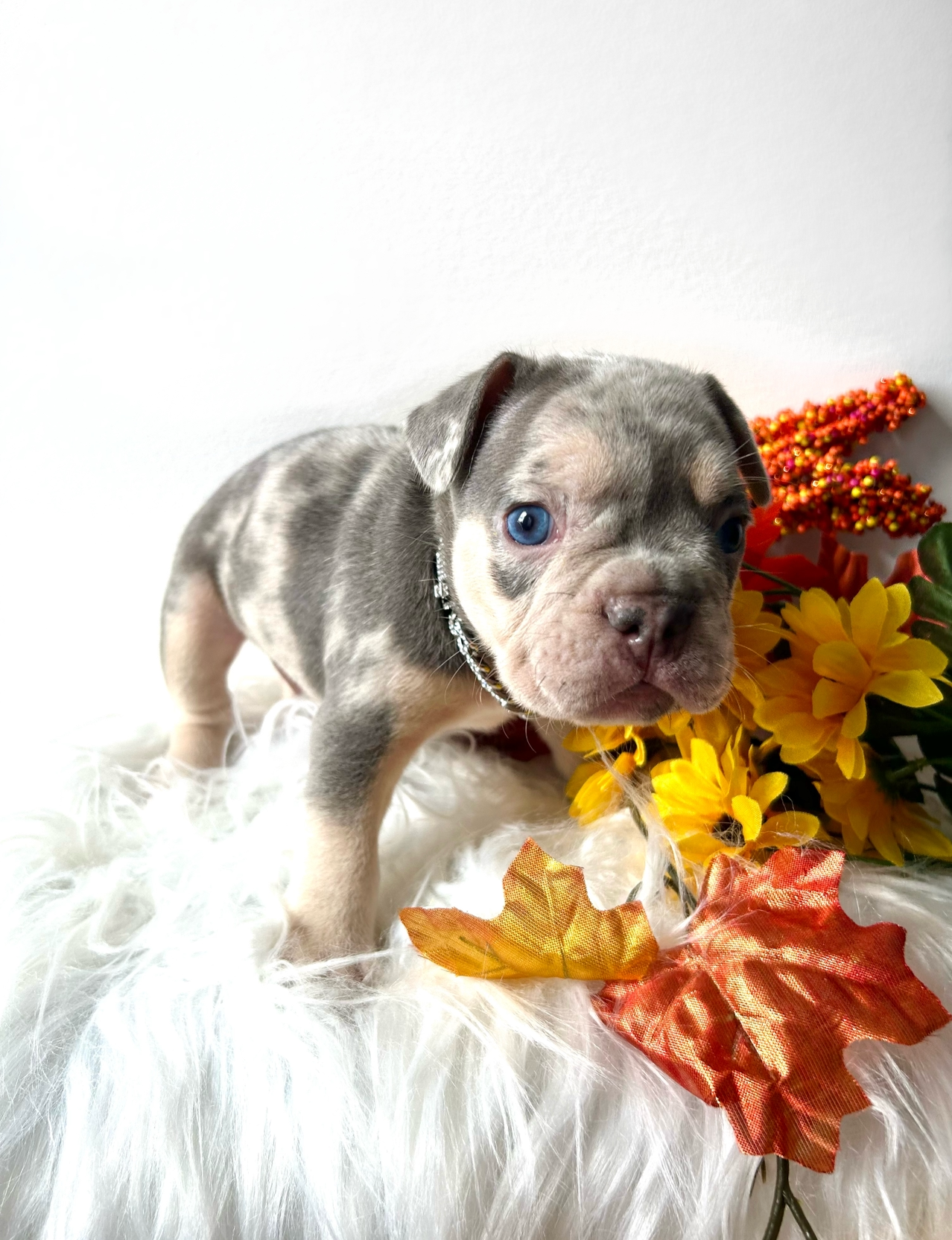 Half & Half Merle! Toopy Boy