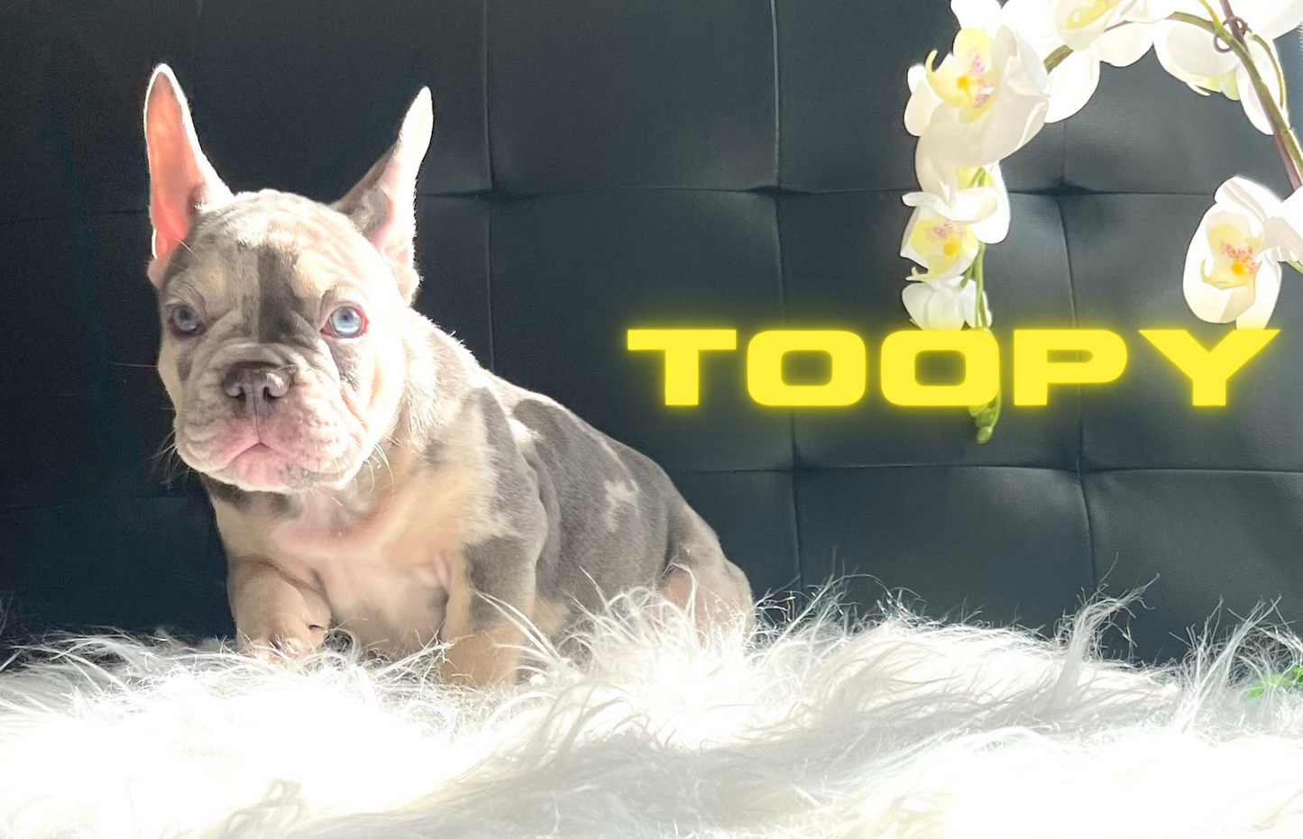 Half & Half Merle! Toopy Boy