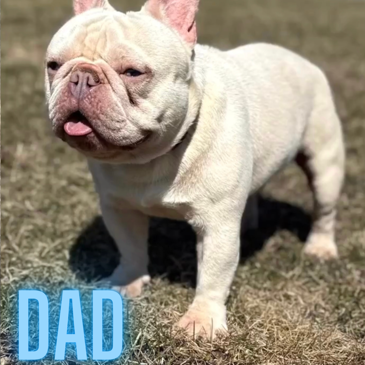 Parents August 2023 litter + info