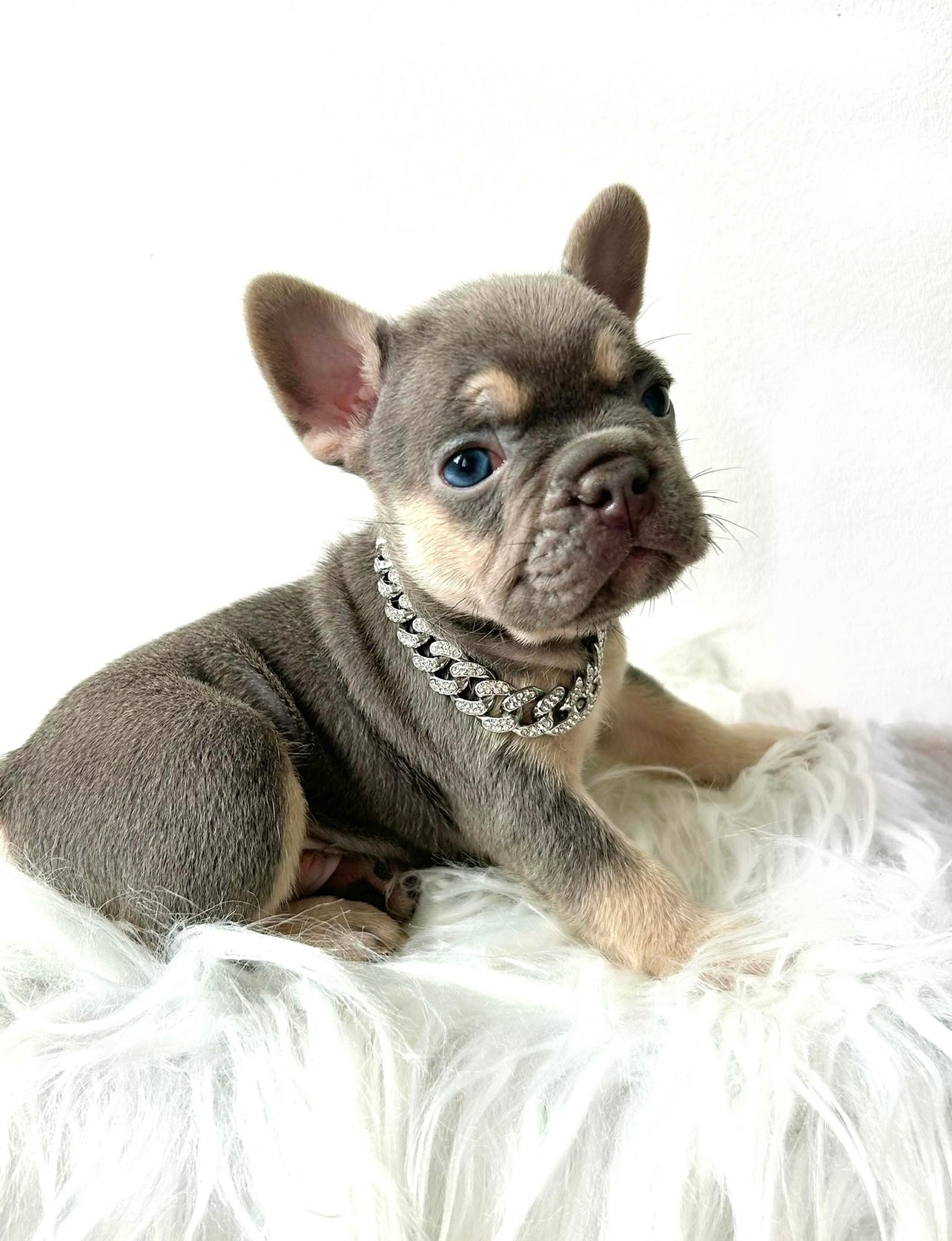 Binoo Boy